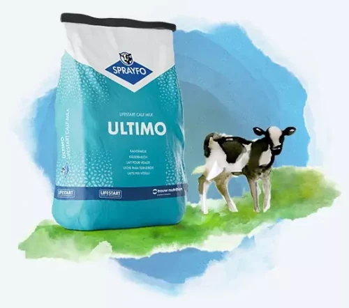 ultimo.webp